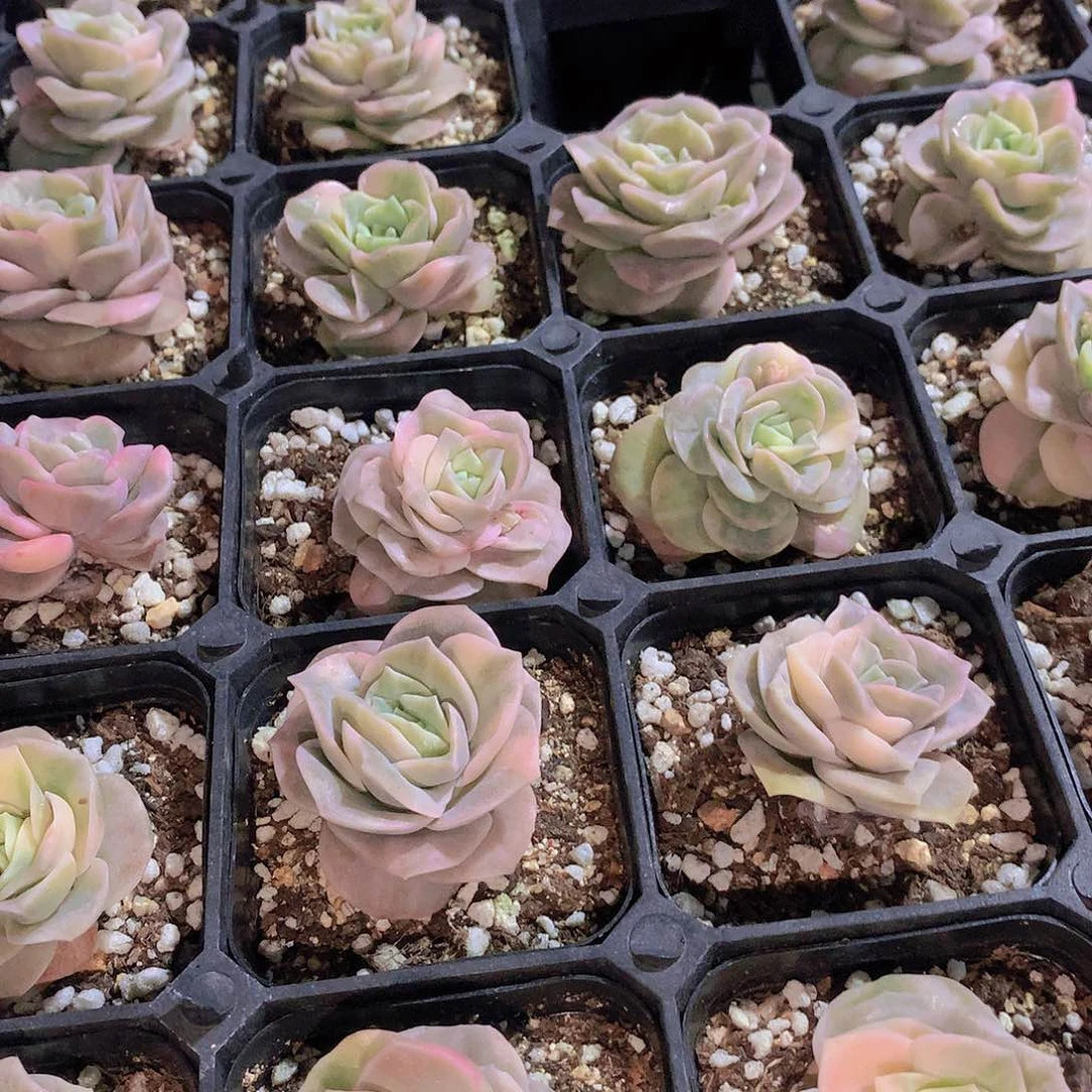 可爱玫瑰锦2457899900000