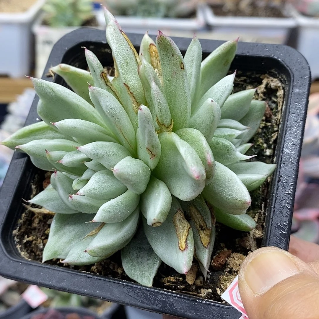 2732 东云怪物玛利亚锦