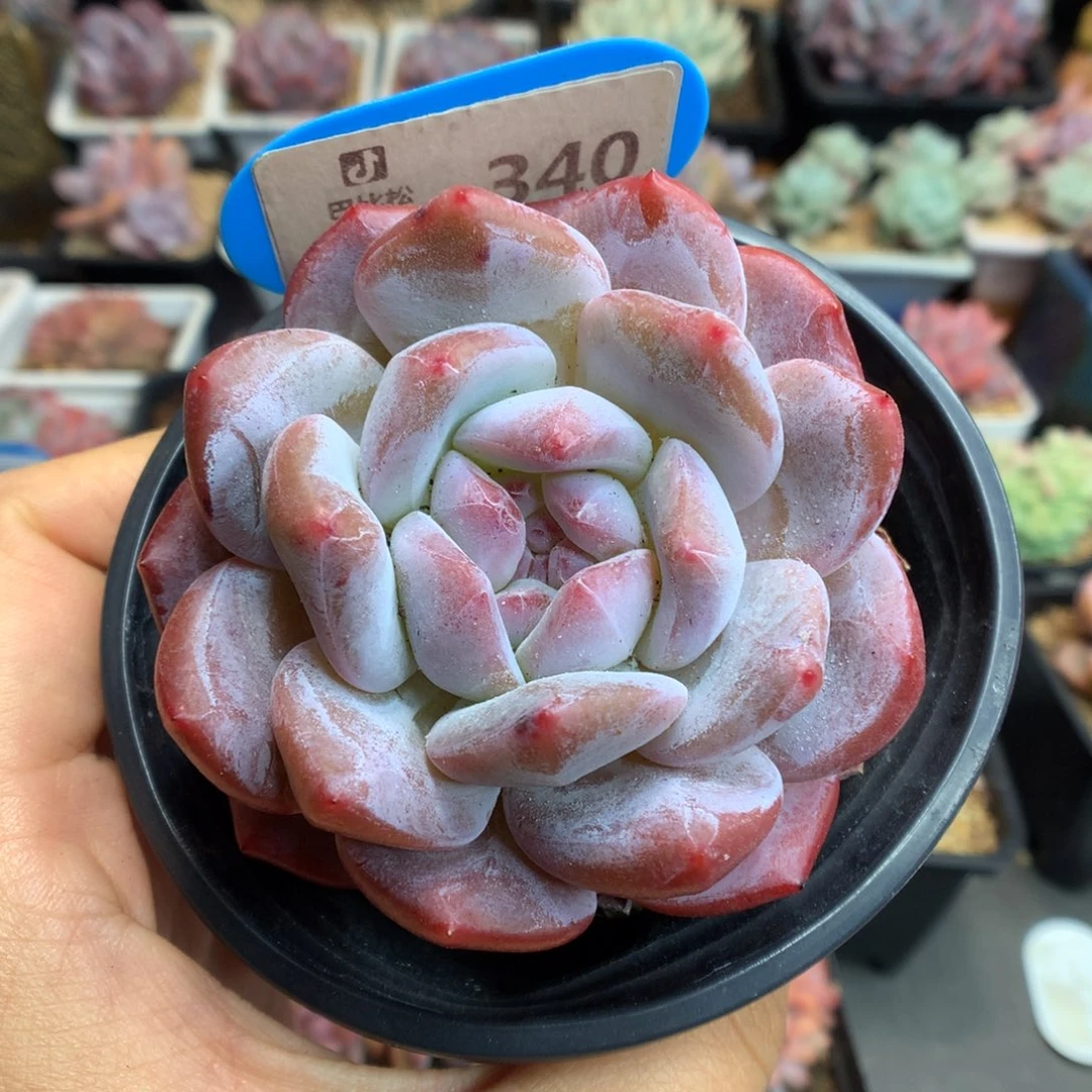 340星影多肉植物一物一拍
