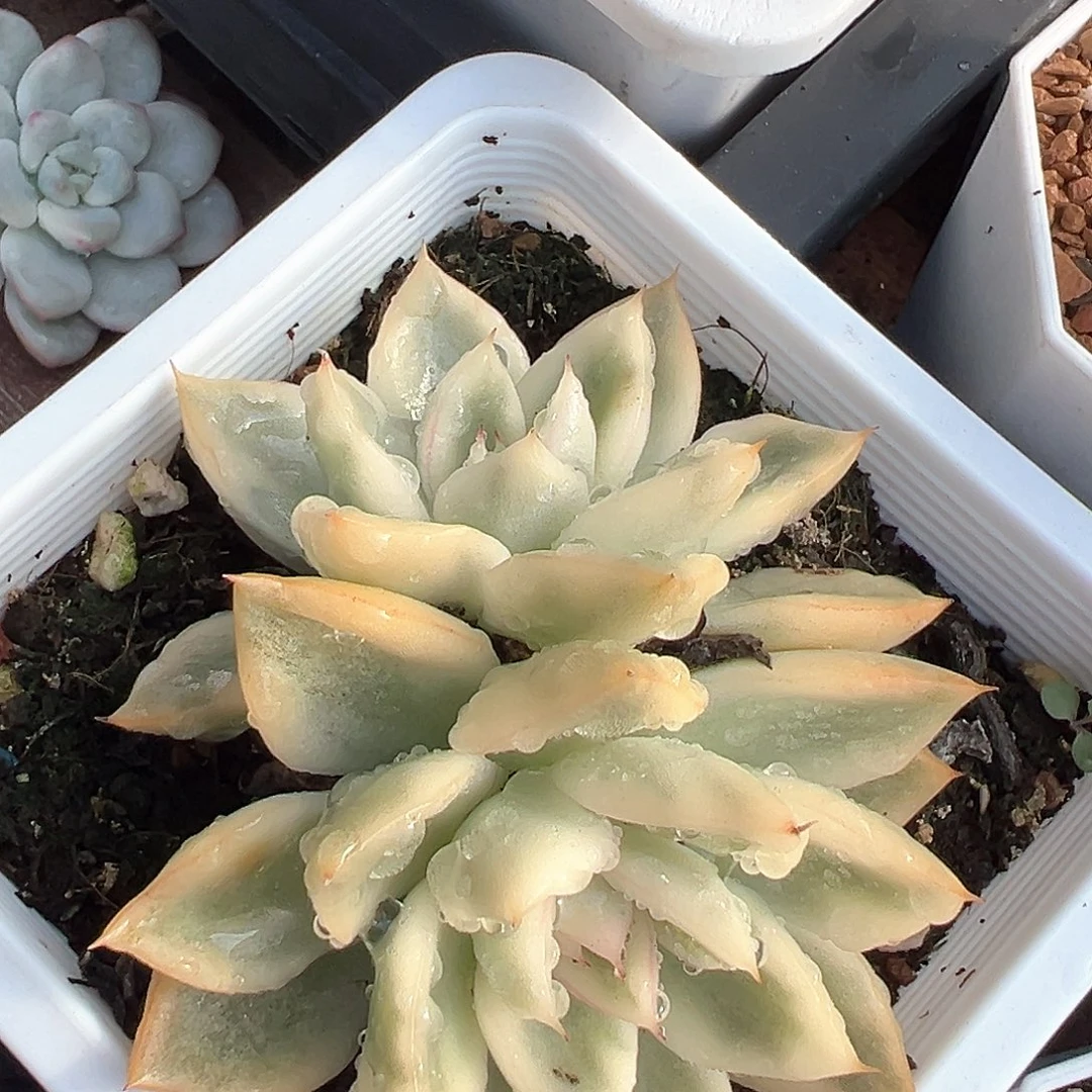 汉娜锦 小方花圃一物一拍