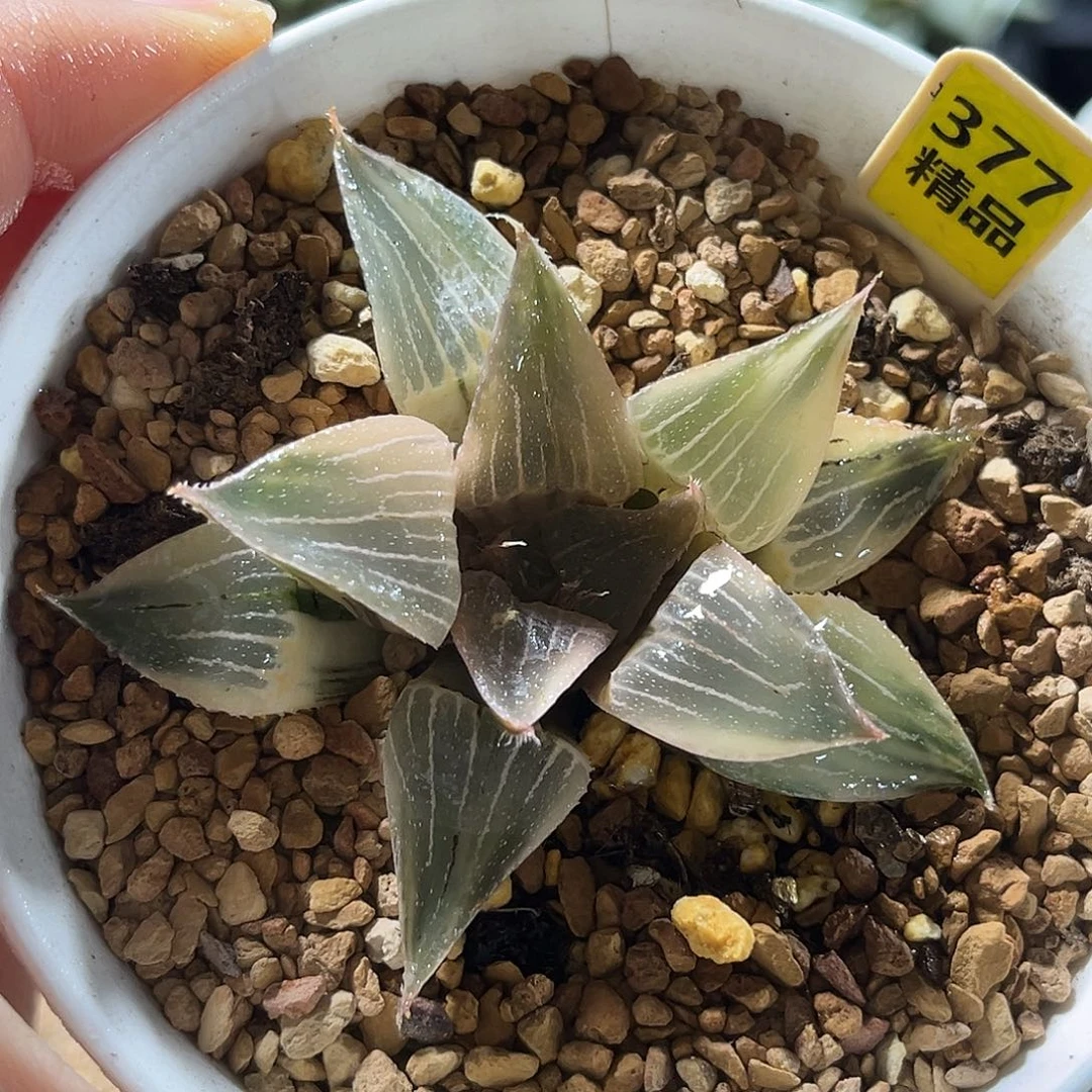 377糊斑实生寿锦福利