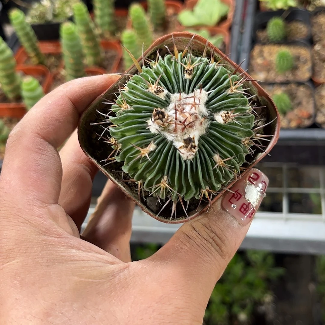 脉***女108702一物一拍单头发货