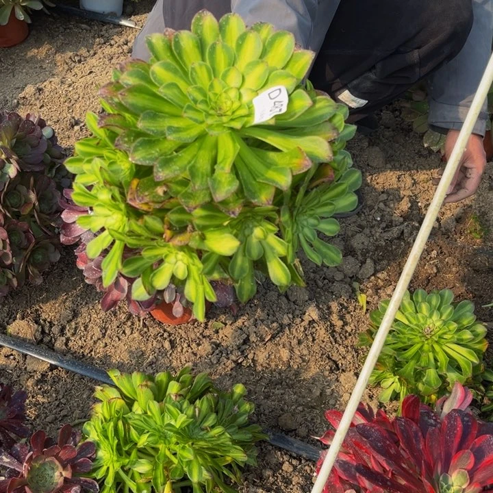 487知否多肉法师不包断枝