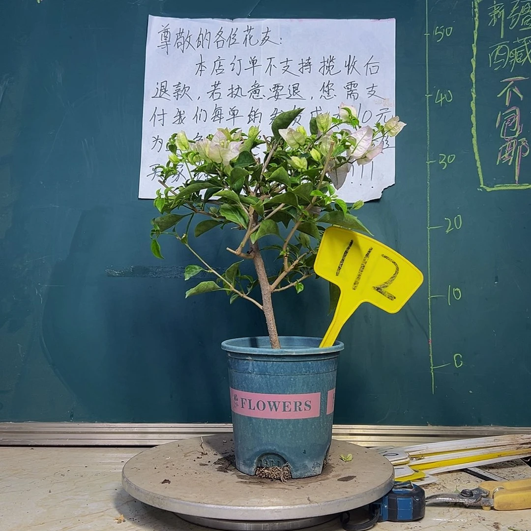 当前无花栽培后可以开花丽娜 112