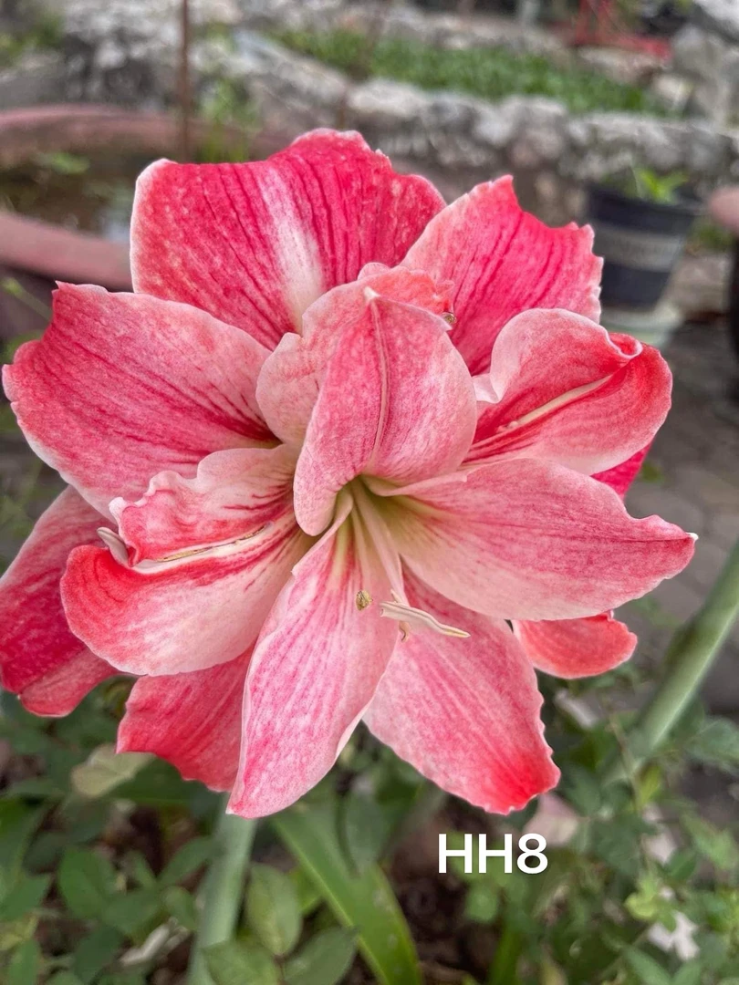 S孤听花园 越南朱 HH8 裸球