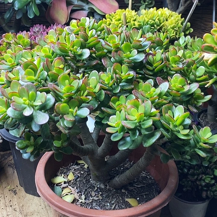 姬红花月一物一拍