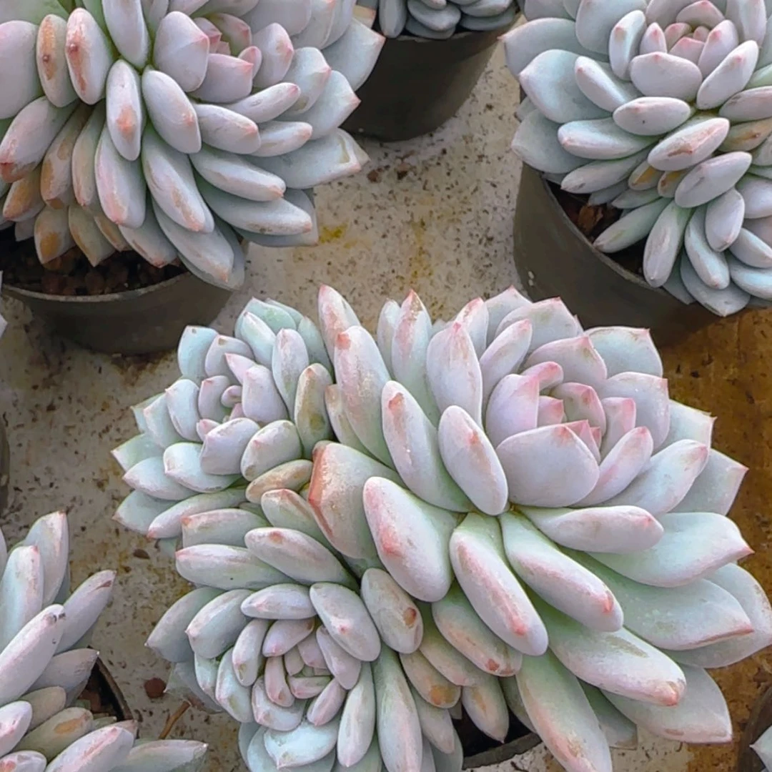 【闪购商品】三头星星橙