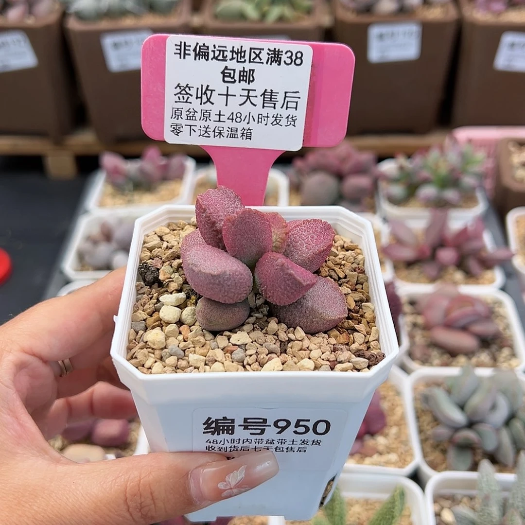 950赛猪肝多肉植物