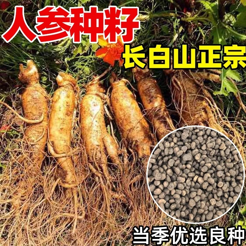 人参种籽长白山野山参种子中草药材种孑四季种植苗阳台庭院盆栽生