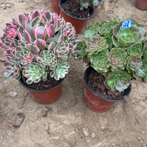 628多肉植物组合，