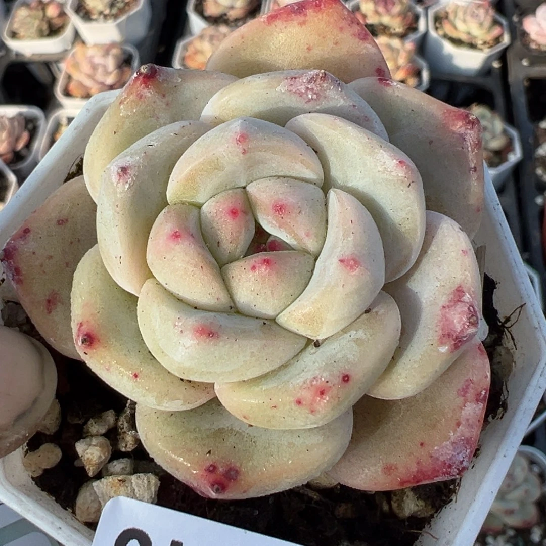 小卡拉米糖心一物一拍9-18