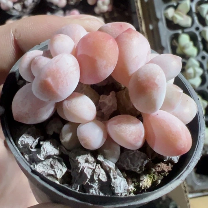 红洛神精品多肉植物大战