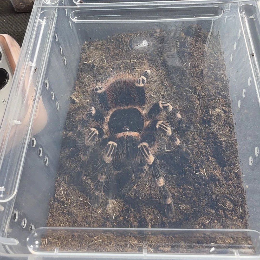 跳蛛白漆头大母14