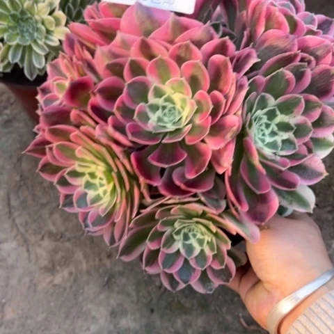 白凤多肉多肉0494