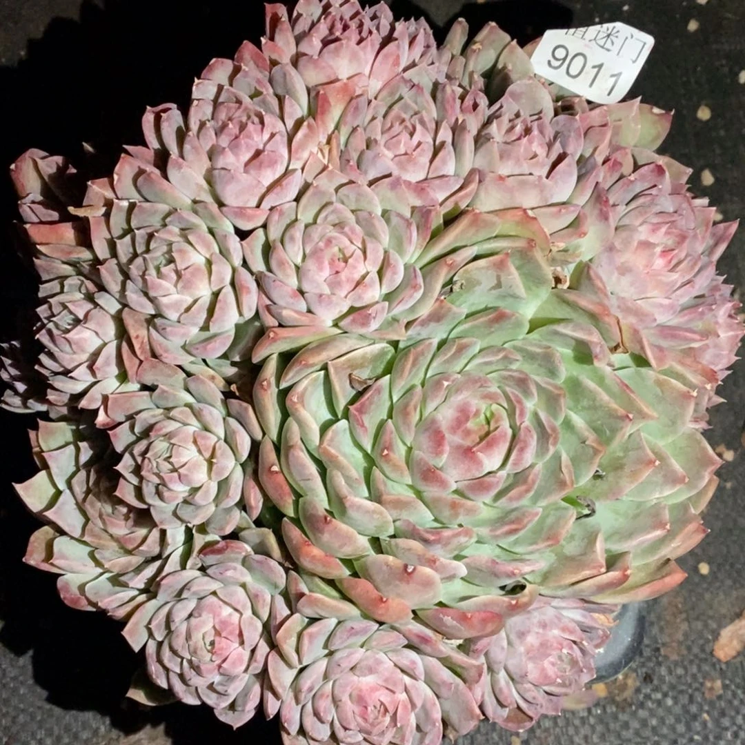 娜***姐杂交精品多肉9011~22厘米