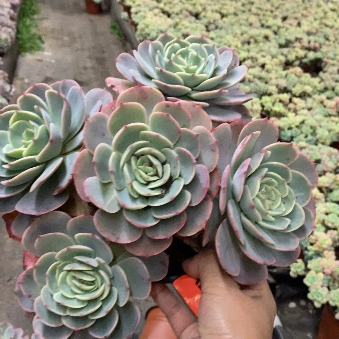 白雪公主五大头起发