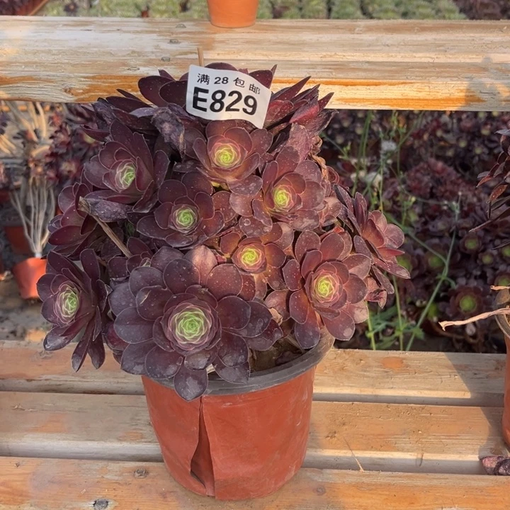 829枚金玫瑰二十包邮