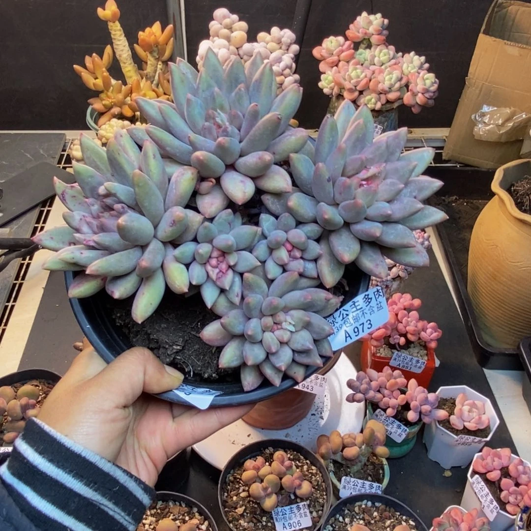 973虞美人多肉16c ma