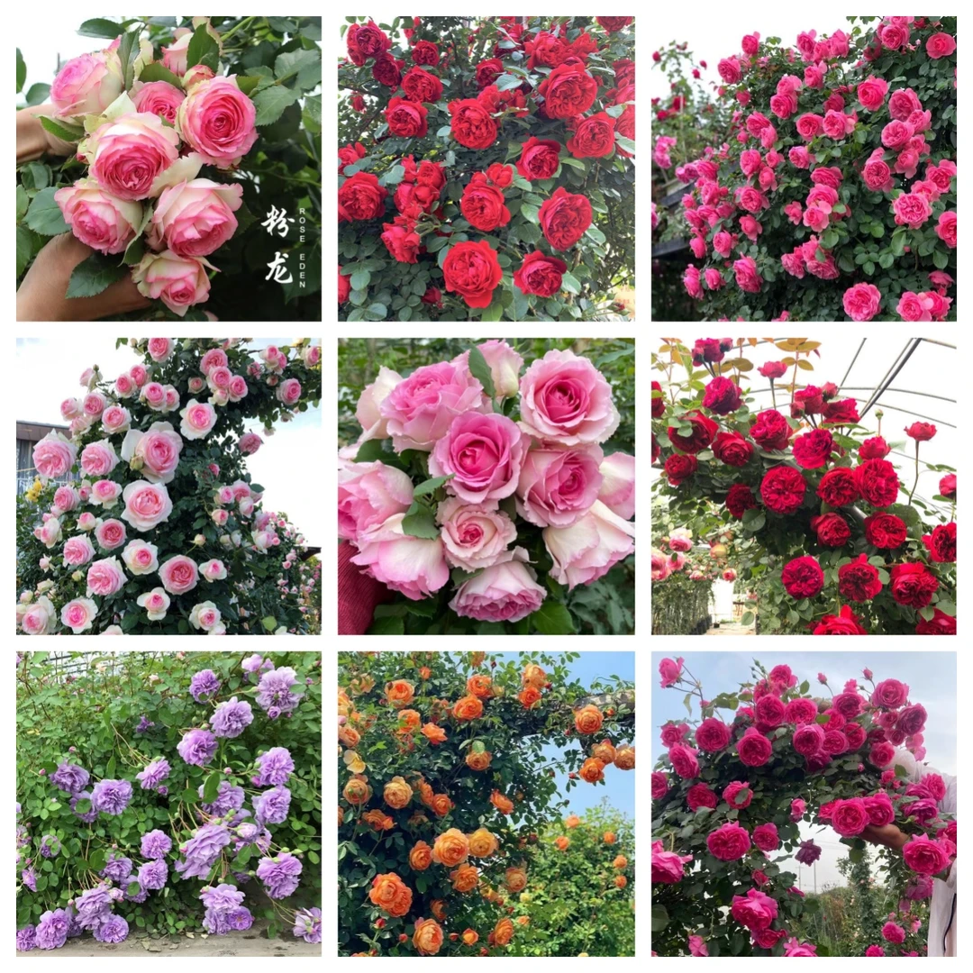 【活动价福利款】爬藤玫瑰花苗四季开花大花浓香庭院绿植盆栽爬藤花