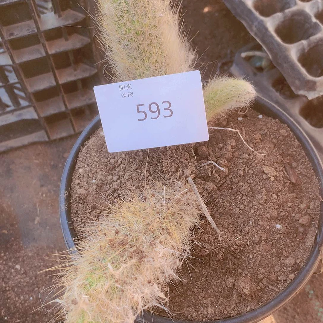 593号1颗多肉组合