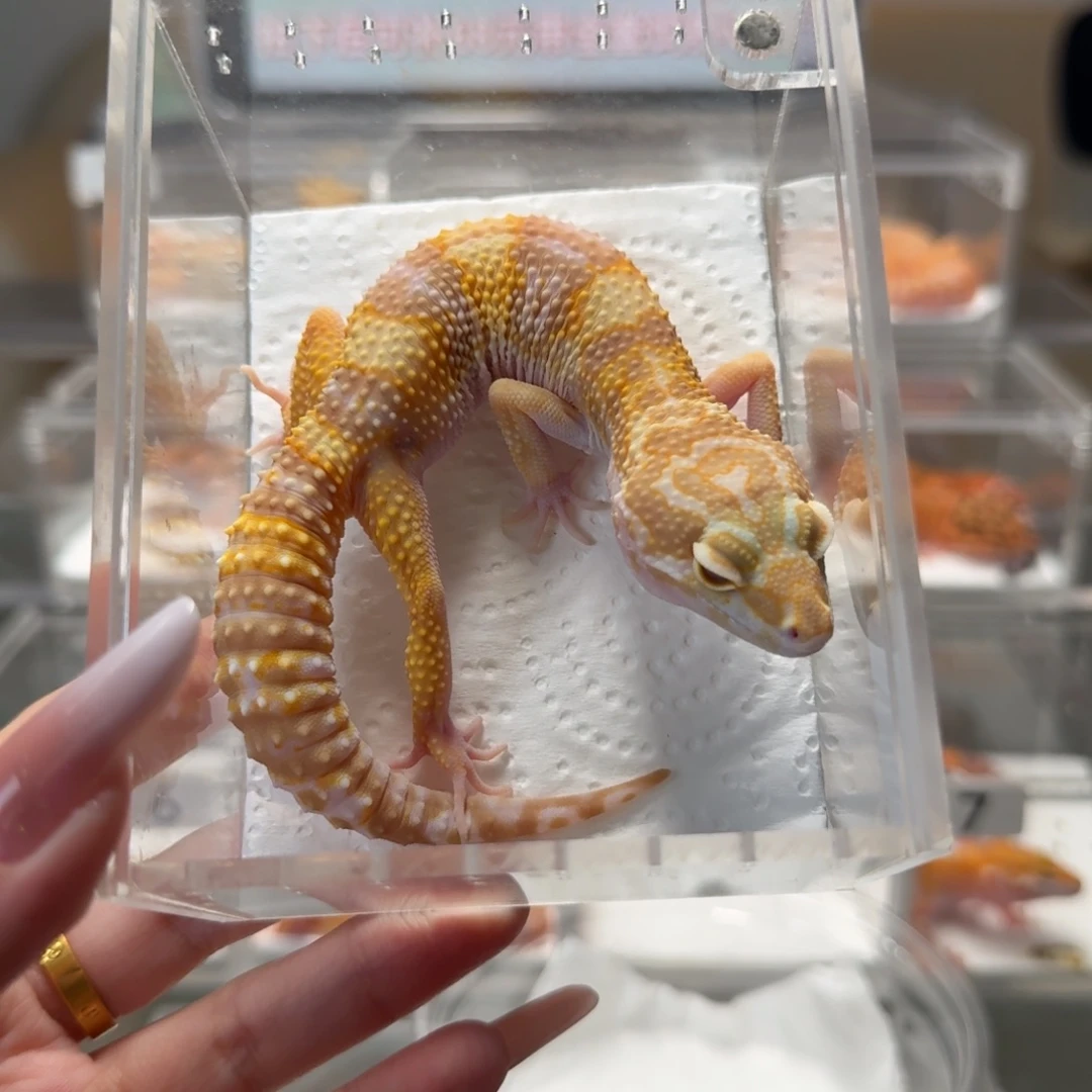 豹纹守宫蜡笔川普妹妹