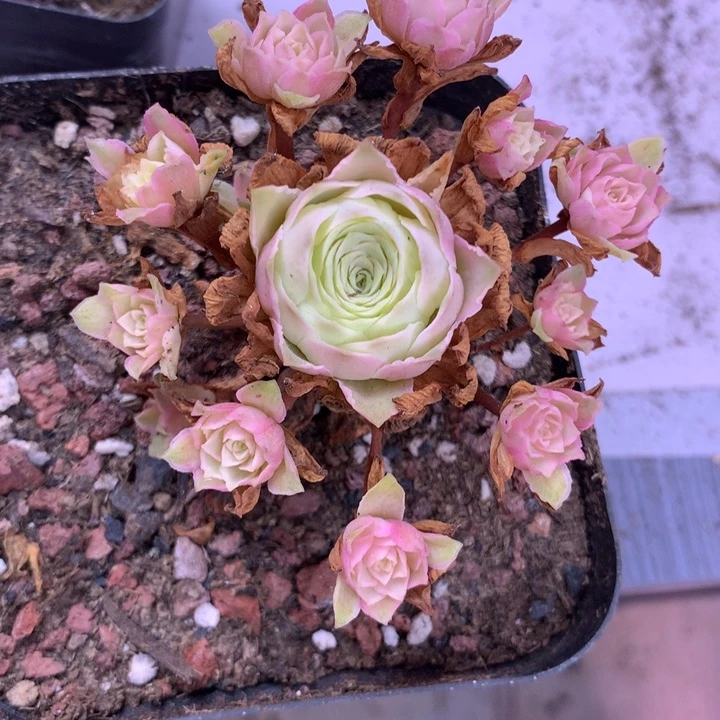 一物一拍橙色秋夕025