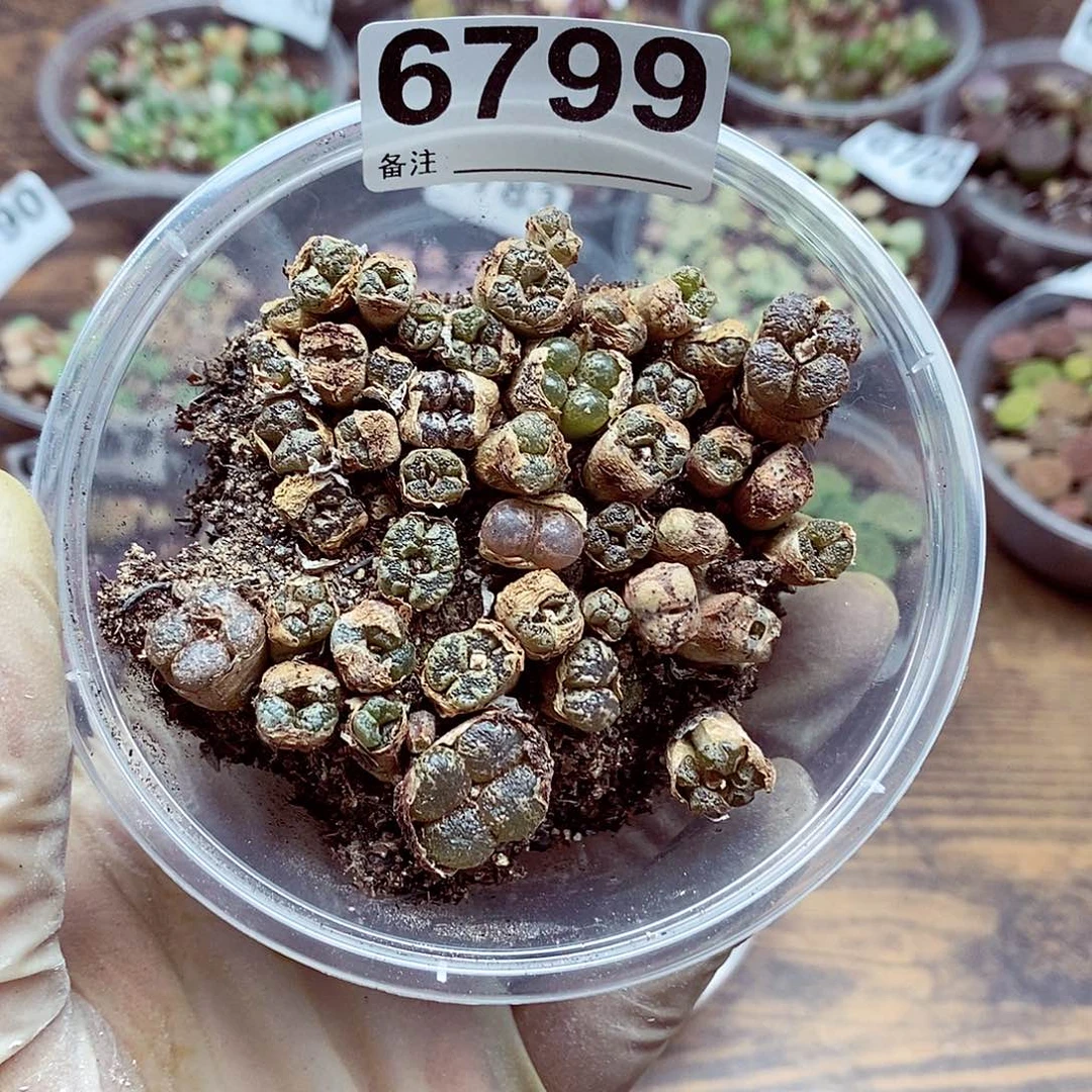 蝴蝶勋章和你一组