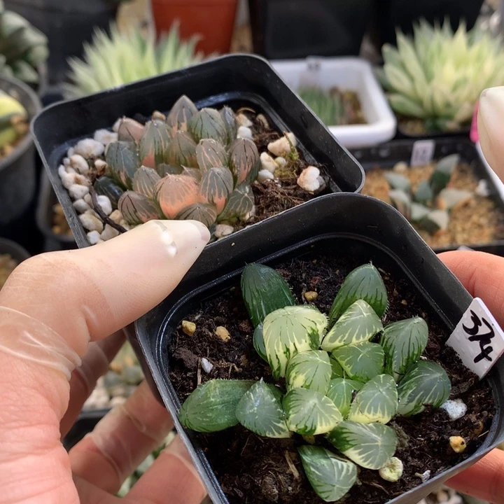 玉露锦带盆土发货