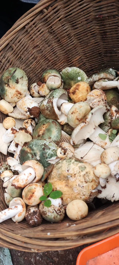 云南新鲜野生青头菌美味营养顺丰空运包邮