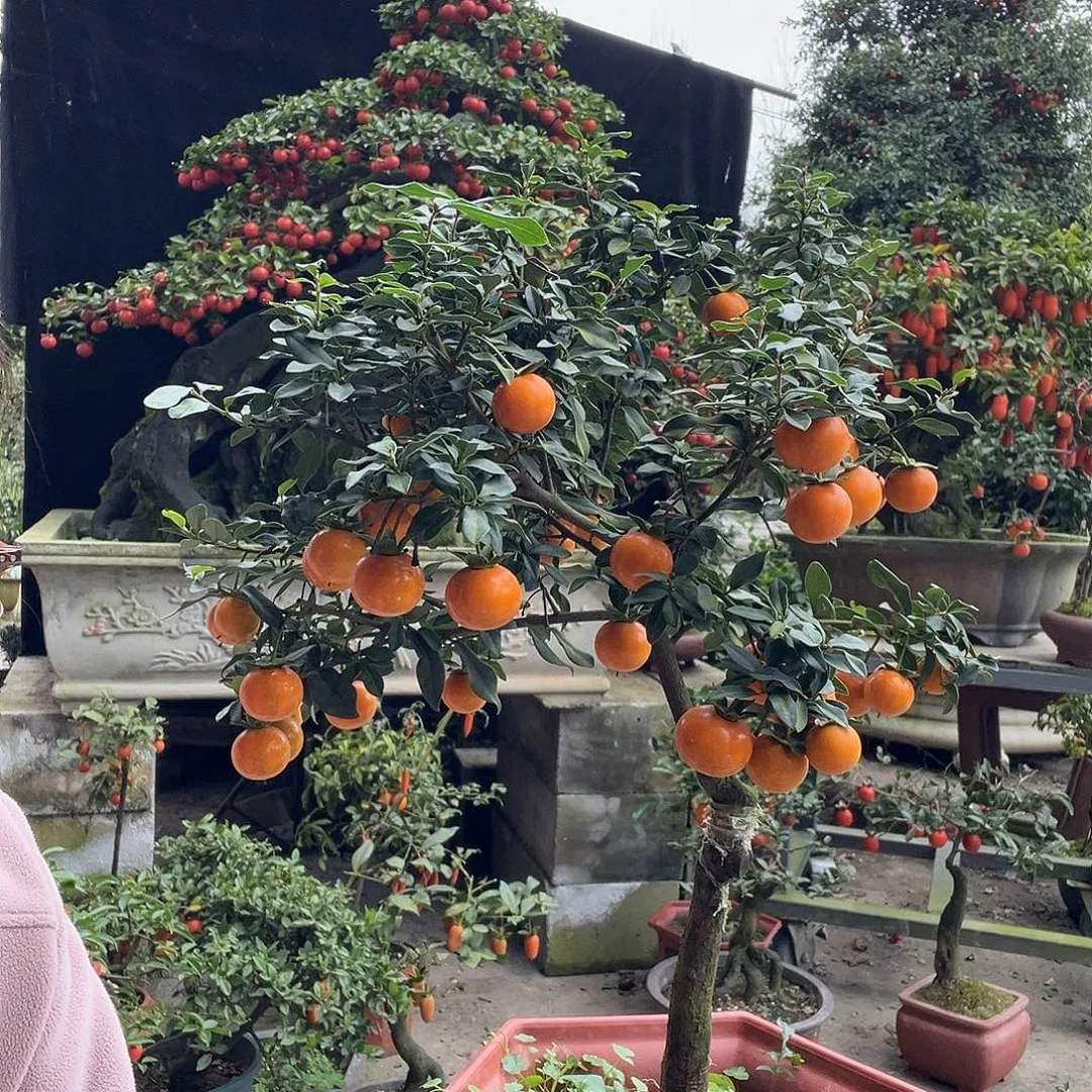 金弹子盆景喜欢的来