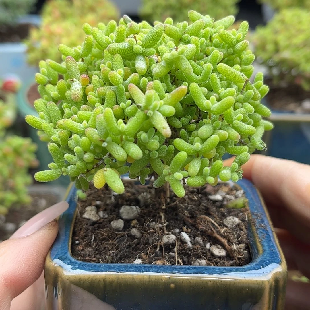 51蜜桔带盆优选枝干