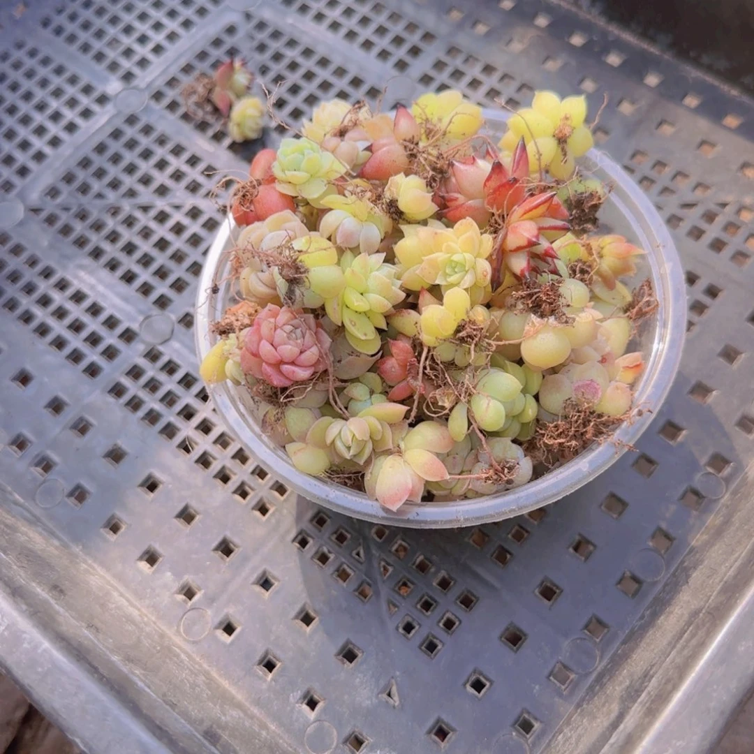 饭盒小苗保底50颗以上量拍