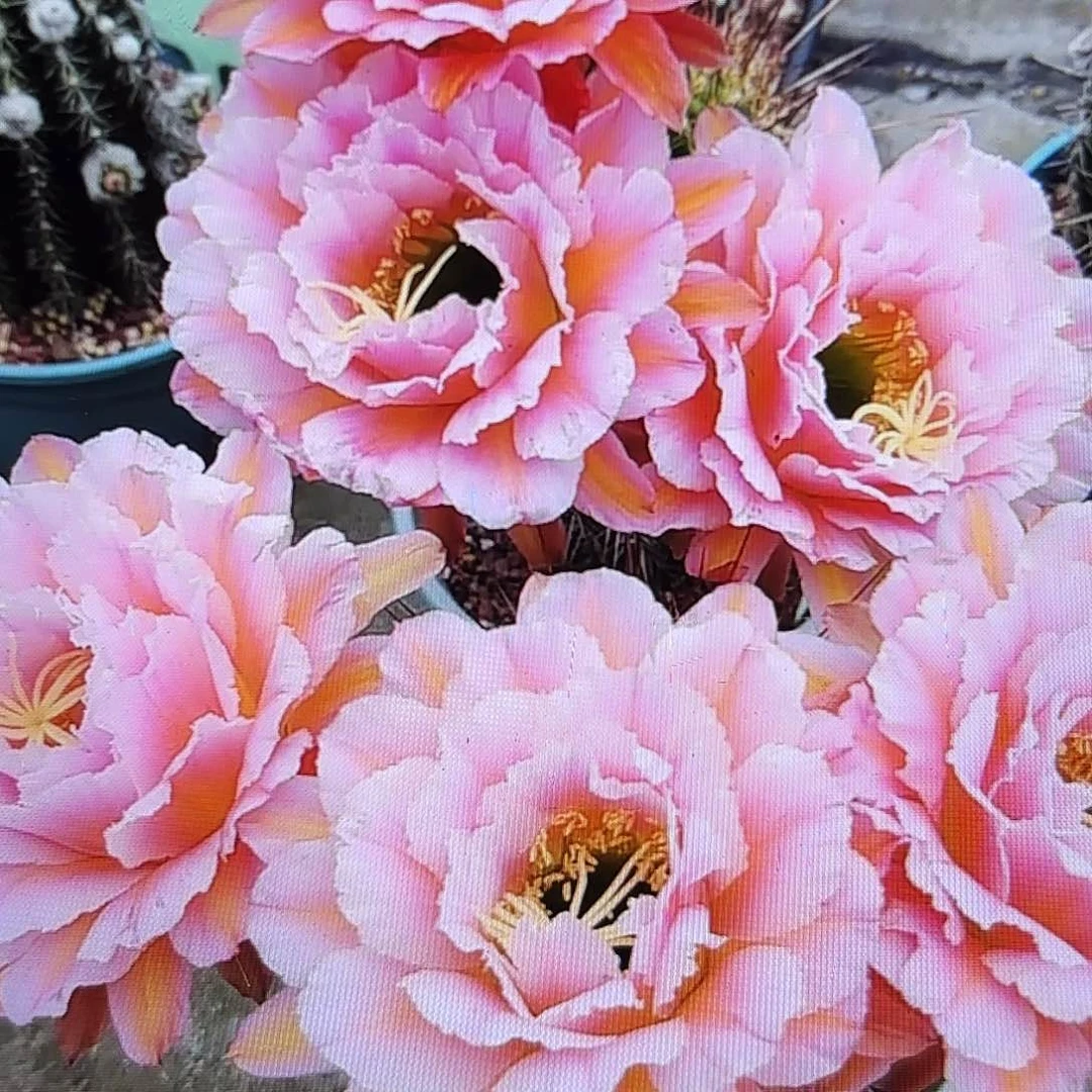 粉桃毛侧牙20包邮51