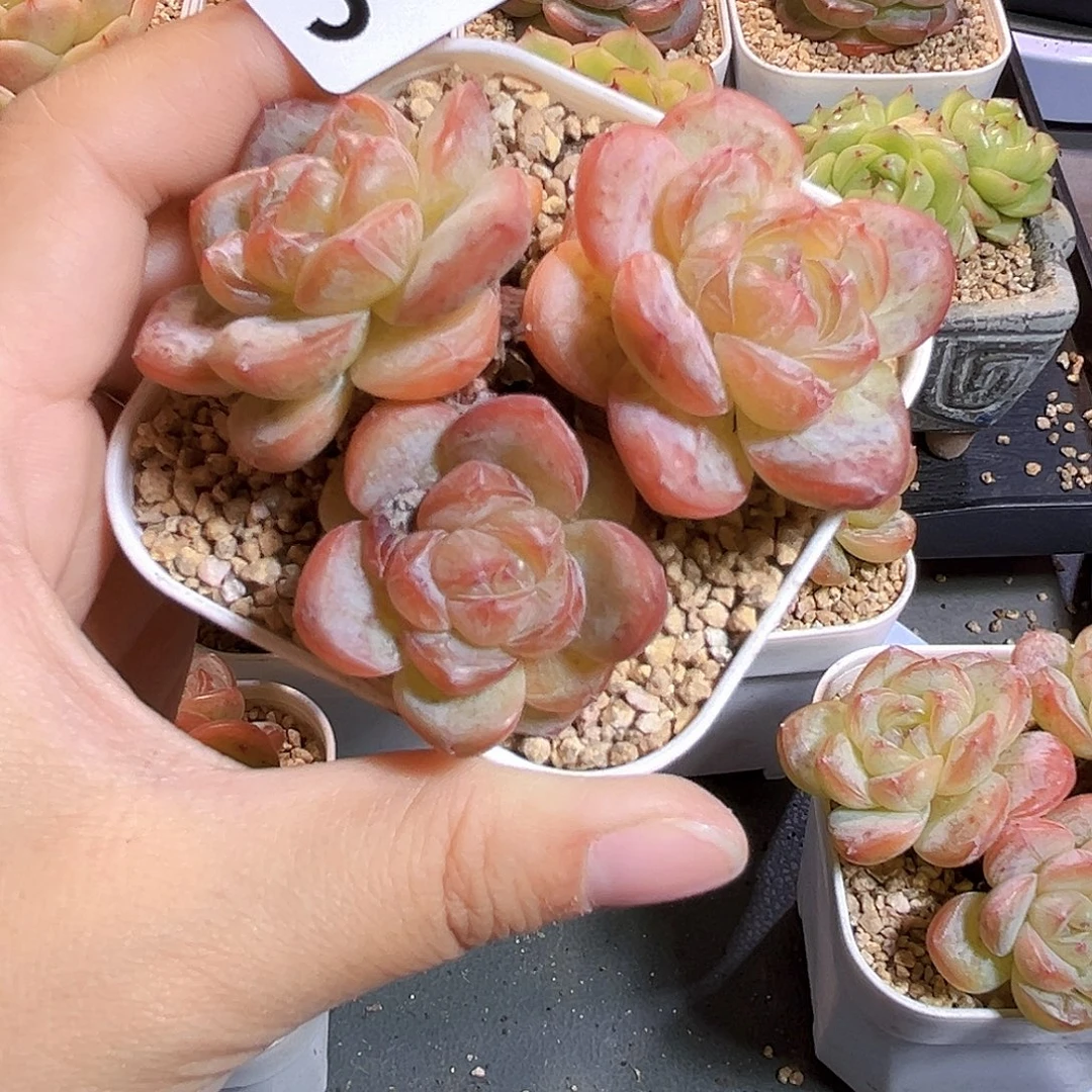 -****343一物一拍 彩星
