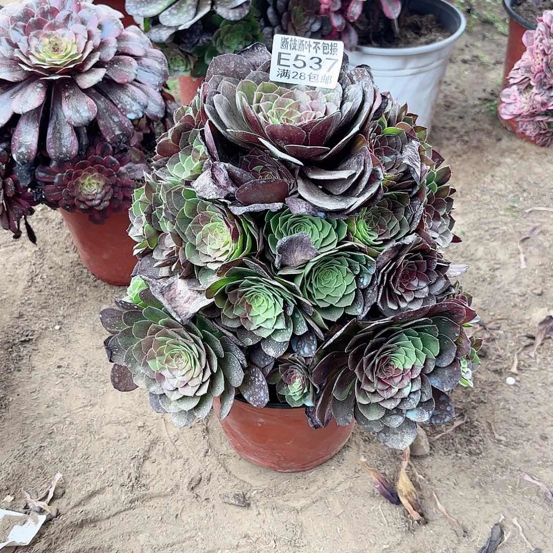 K. 537花月夜多肉112222