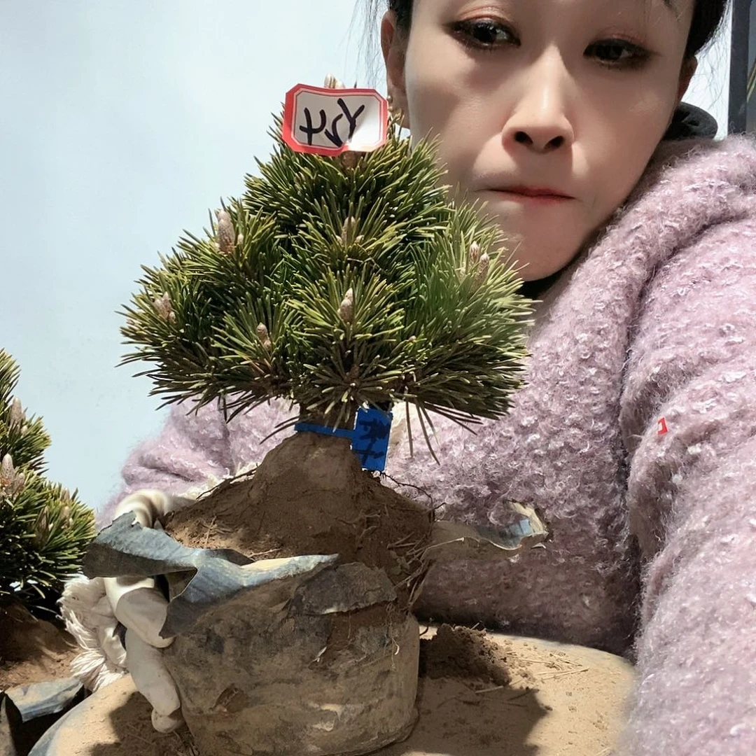 无花朵植物形态多年生草本