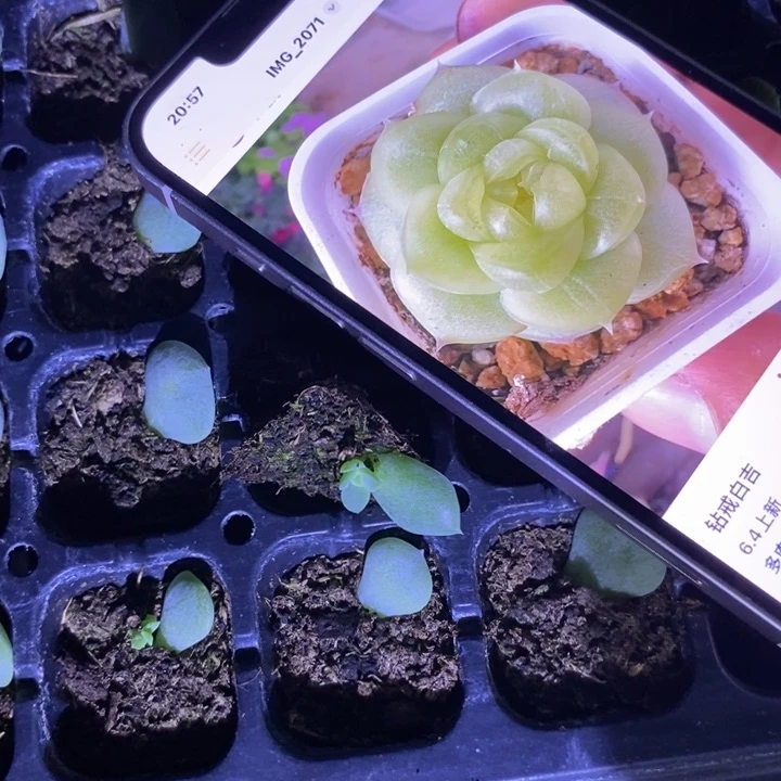 穴盘白吉芽苗一个