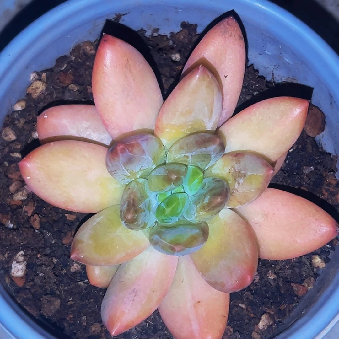 桔云多肉美人精品系列