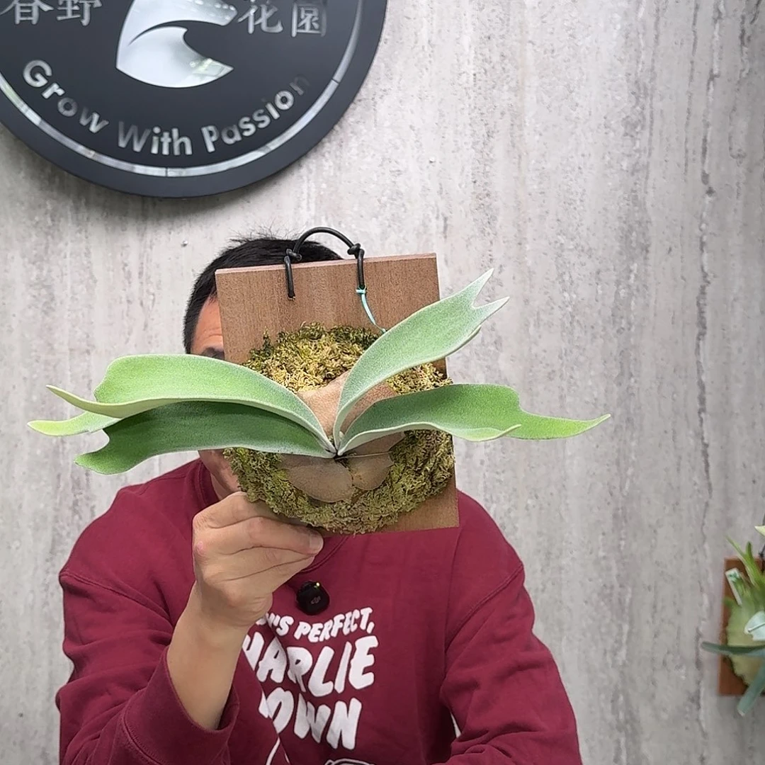 完全开放赛尔索鹿角蕨春野花园