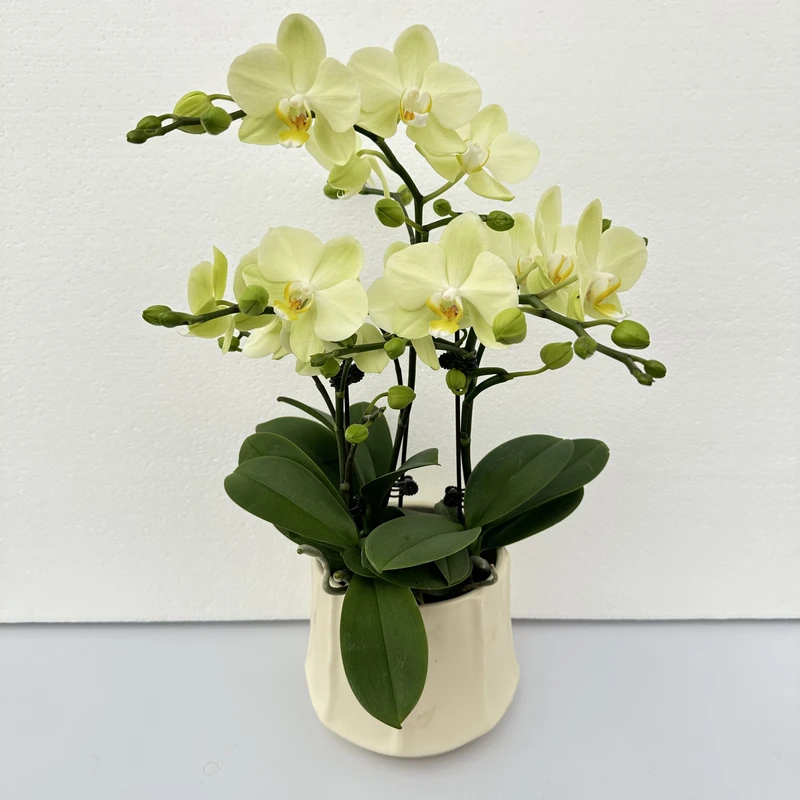 Petal8优选【卡利】-蝴蝶兰花 组盆摆设客厅摆设种植基地发货2-4