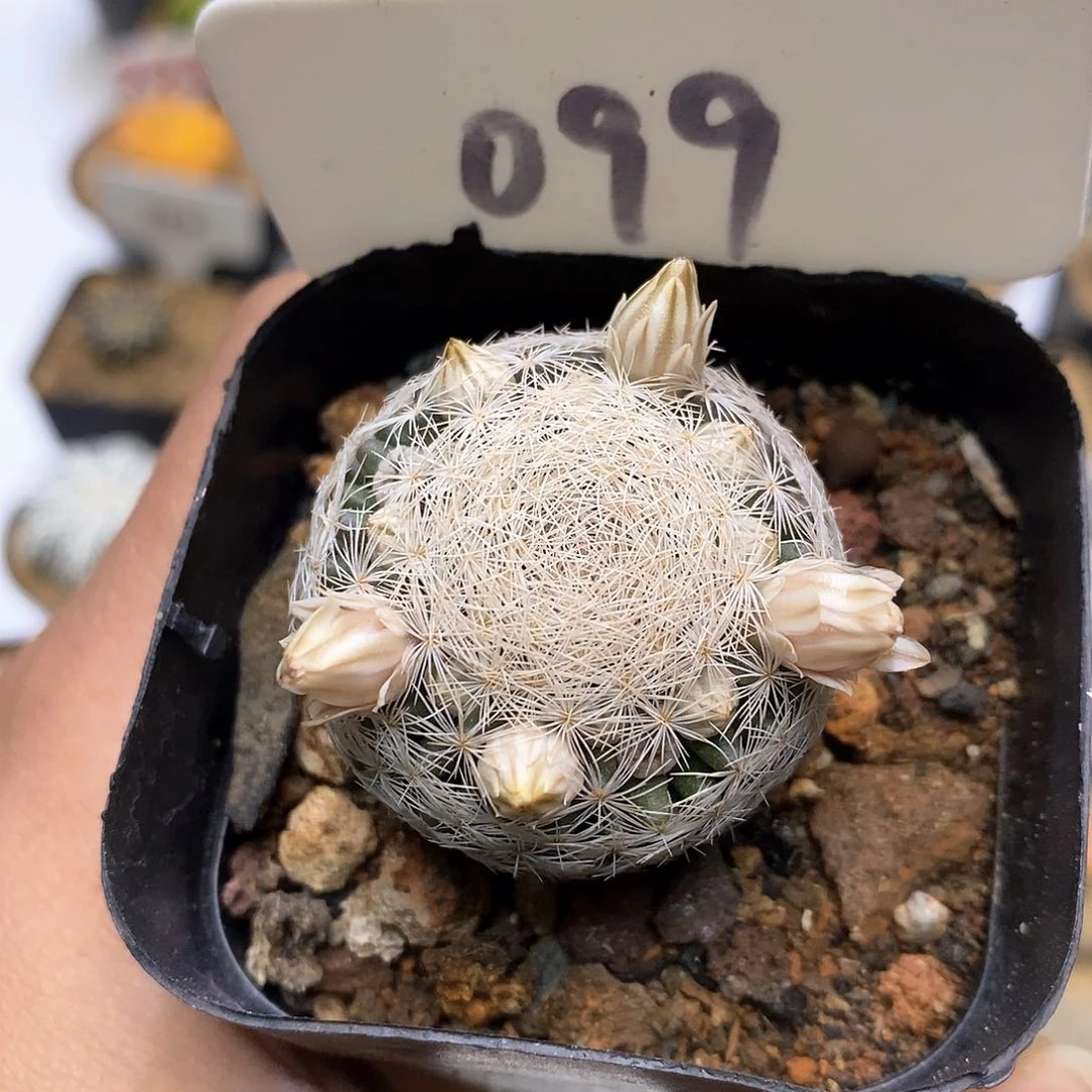 姬玉福利特价来了福利姬