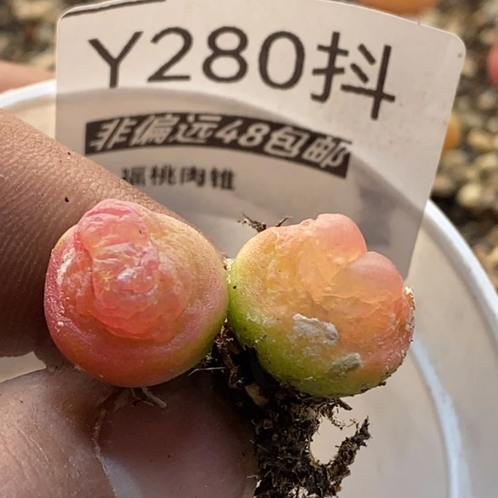 小*拉登一物一拍280号1.6厘米左右2颗