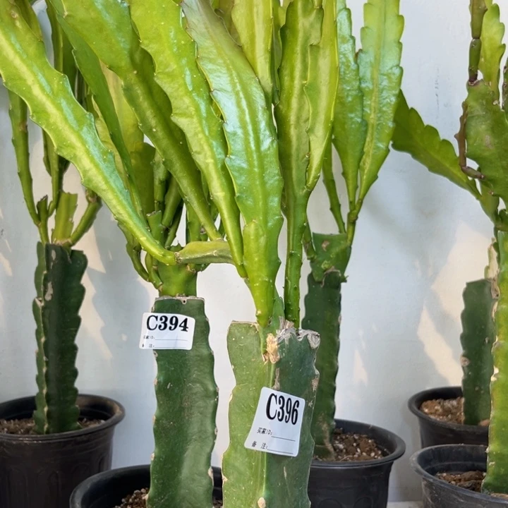 当前无花栽培后可以开花396