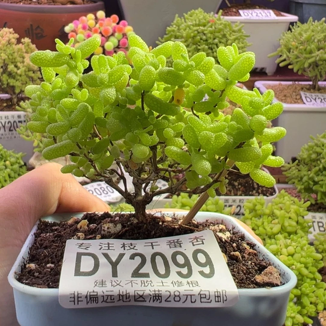 2099橘子糖一物一拍