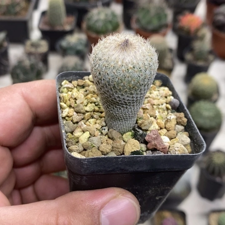 实生月世界特价福利2