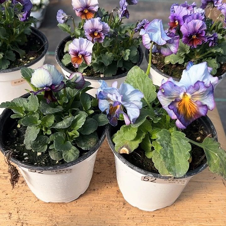 水晶抖音直播闪拍52