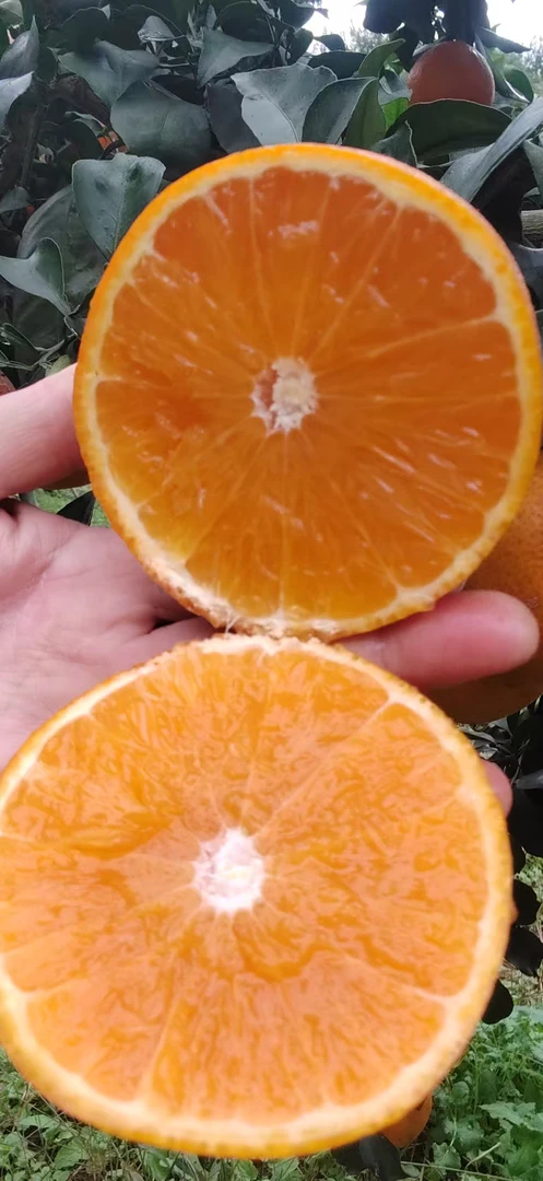 四川爱媛38号果冻橙新鲜现摘爆甜多汁无籽无渣水果