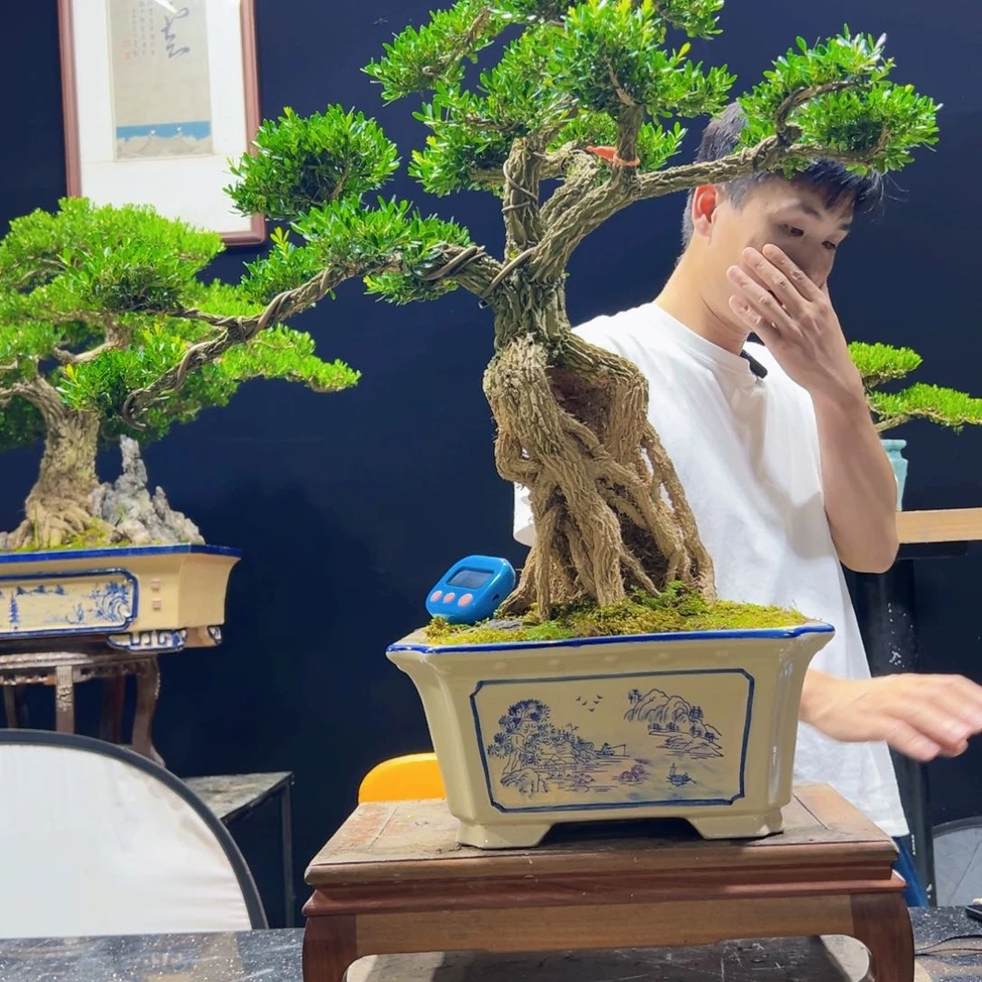 无花朵黄杨盆景四季常青