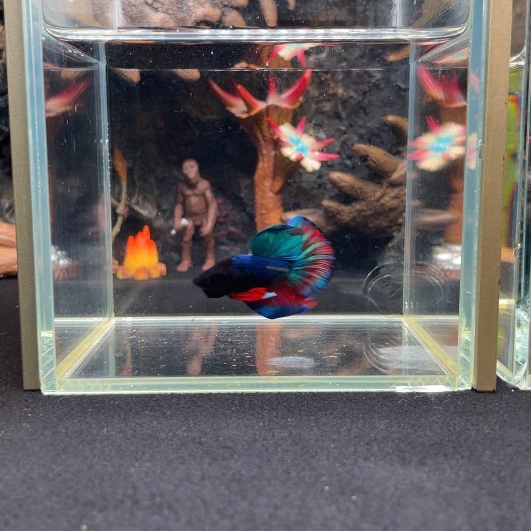 斗鱼十一月一五日竞价