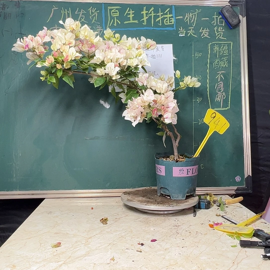 全部花苞漳红樱 造型 941